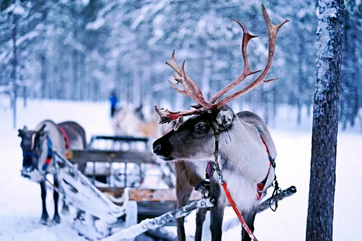 Ivalo Slitta Renne Auroa Borealis